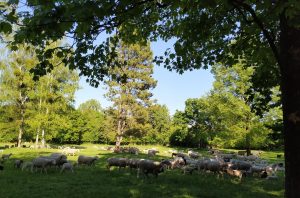 Schafherde im Englischen Garten