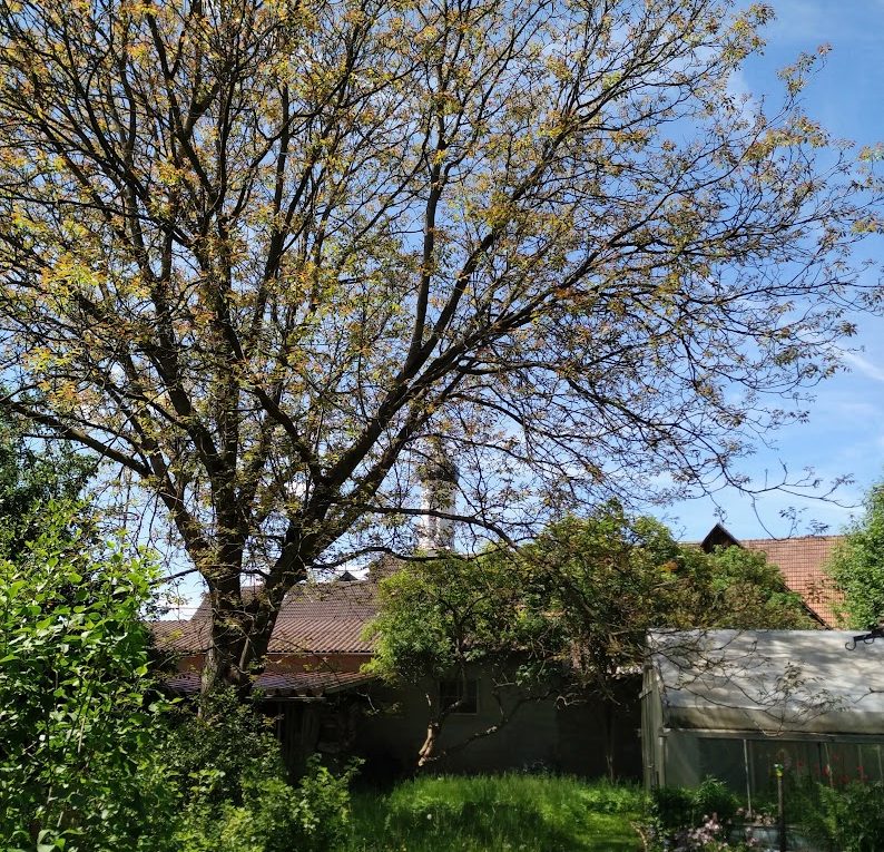Altenmuenster-Fruehlings-Kirchturm am Maria-Ward-Haus für Gäste, Seminare und Kuren
